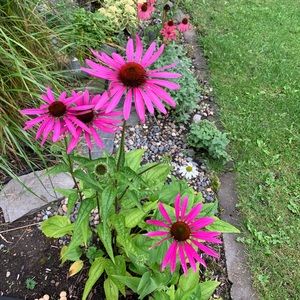 Meet your Posher, Lynn